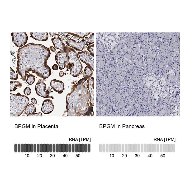 Atlas Antibodies Anti-BPGM Antibody
