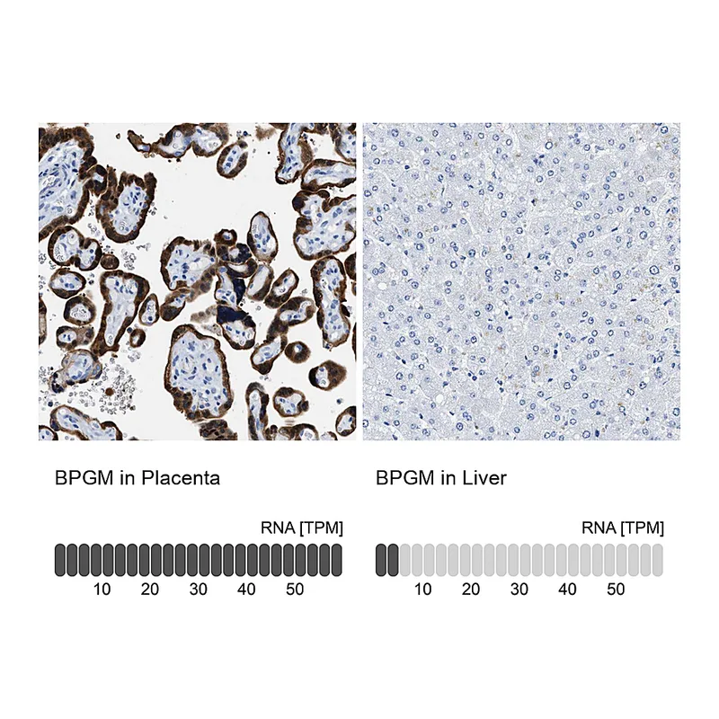 Atlas Antibodies Anti-BPGM Antibody