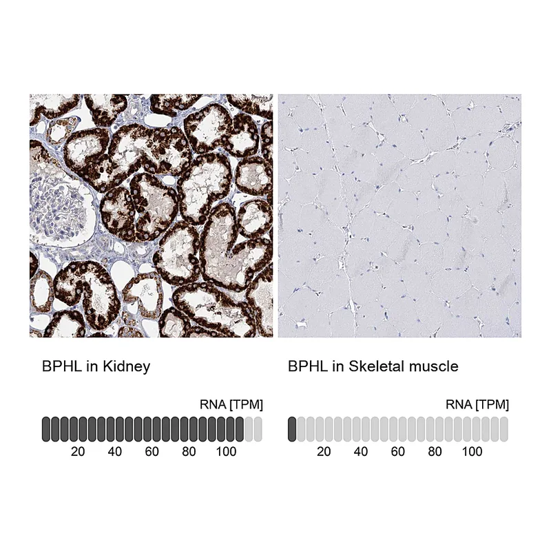 Atlas Antibodies Anti-BPHL Antibody