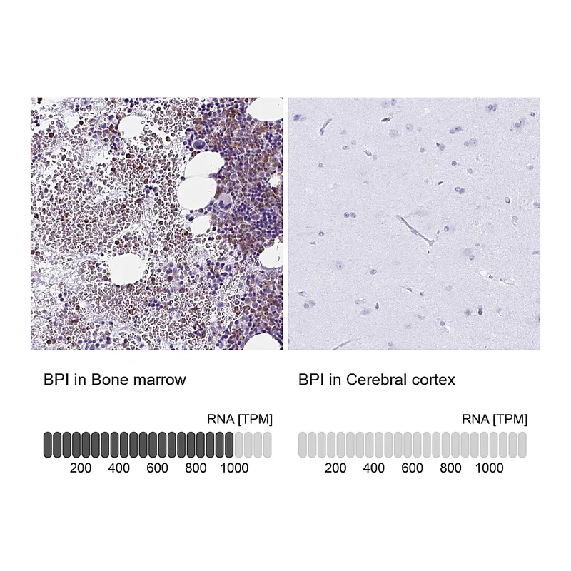 Atlas Antibodies Anti-BPI Antibody
