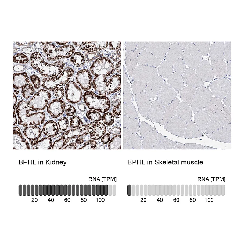 Atlas Antibodies Anti-BPHL Antibody