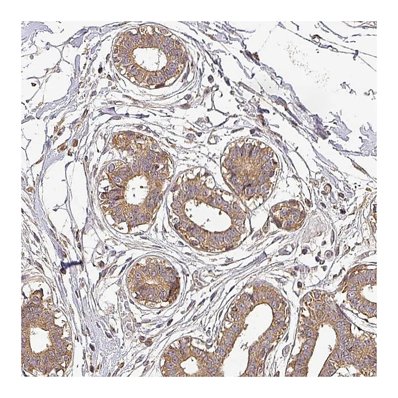 Atlas Antibodies Anti-BPIFB3 Antibody