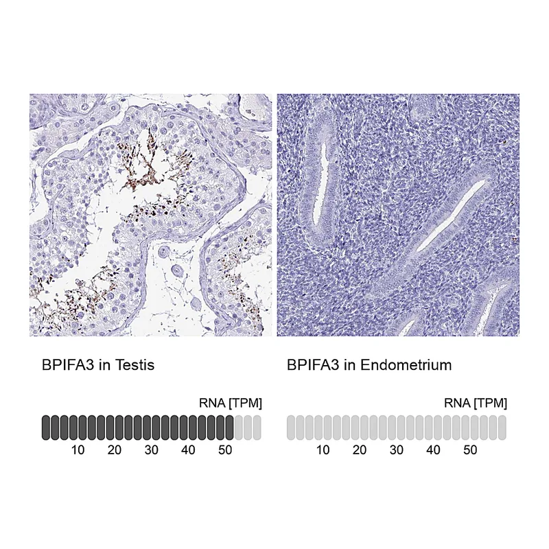 Atlas Antibodies Anti-BPIFA3 Antibody