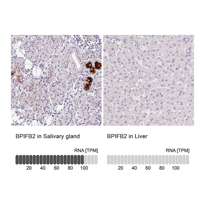 Atlas Antibodies Anti-BPIFB2 Antibody