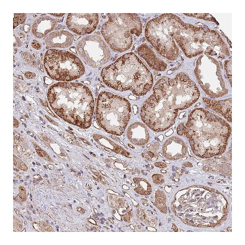 Atlas Antibodies Anti-BPNT1 Antibody