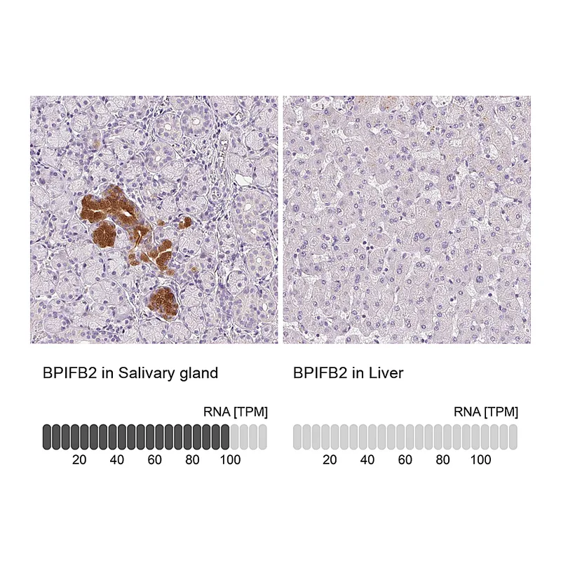 Atlas Antibodies Anti-BPIFB2 Antibody