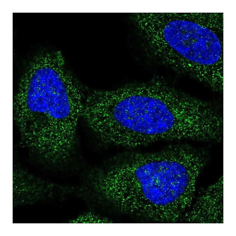 Atlas Antibodies Anti-BRAP Antibody
