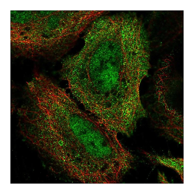 Atlas Antibodies Anti-BRD7 Antibody