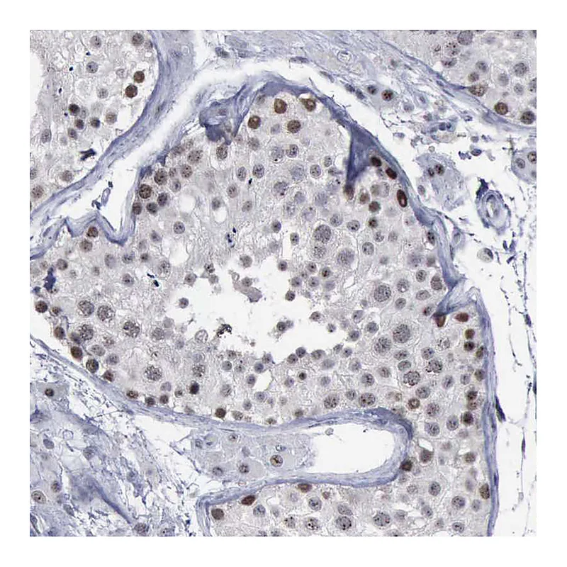 Atlas Antibodies Anti-BRD1 Antibody