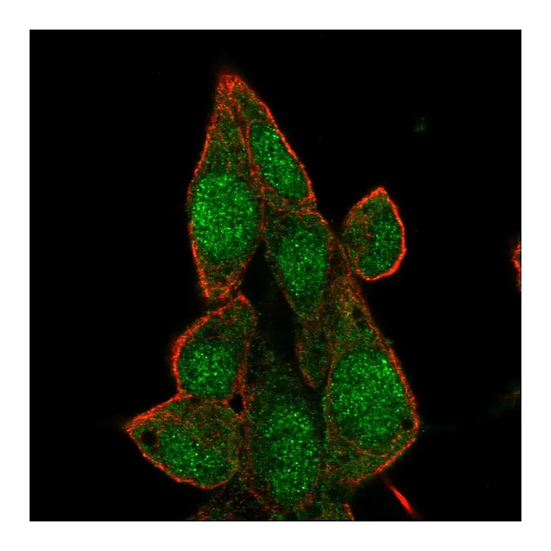 Atlas Antibodies Anti-BRD7 Antibody