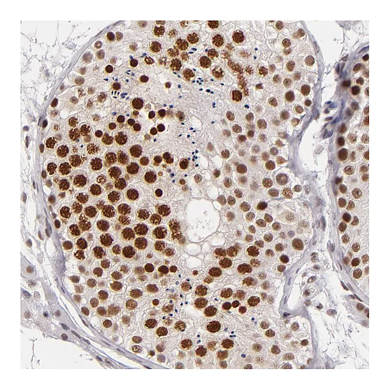 Atlas Antibodies Anti-BRD8 Antibody