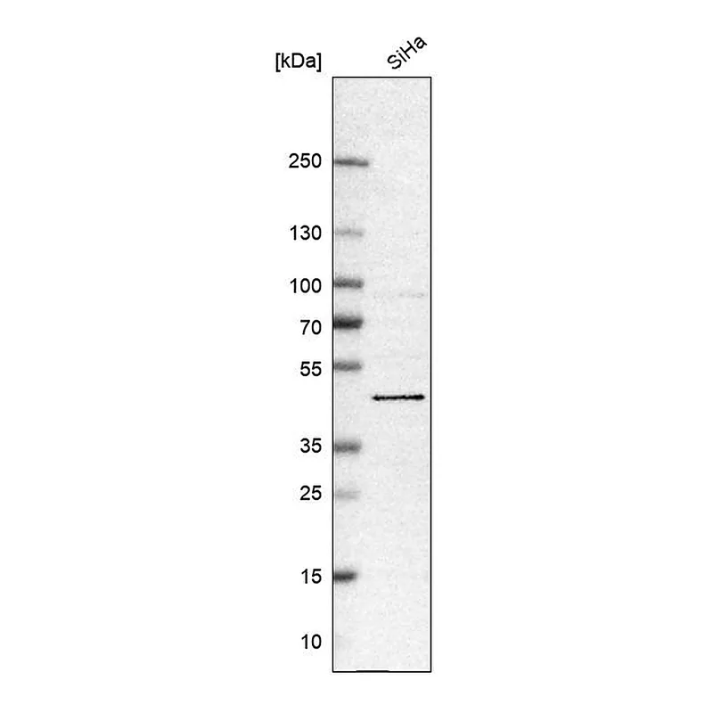 Atlas Antibodies Anti-BRD9 Antibody