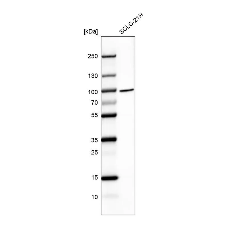 Atlas Antibodies Anti-BRF1 Antibody