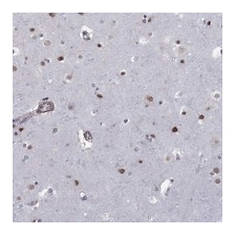 Atlas Antibodies Anti-BRF1 Antibody