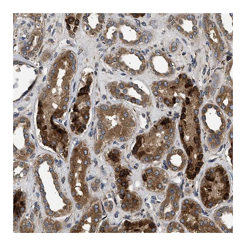 Atlas Antibodies Anti-BRE Antibody
