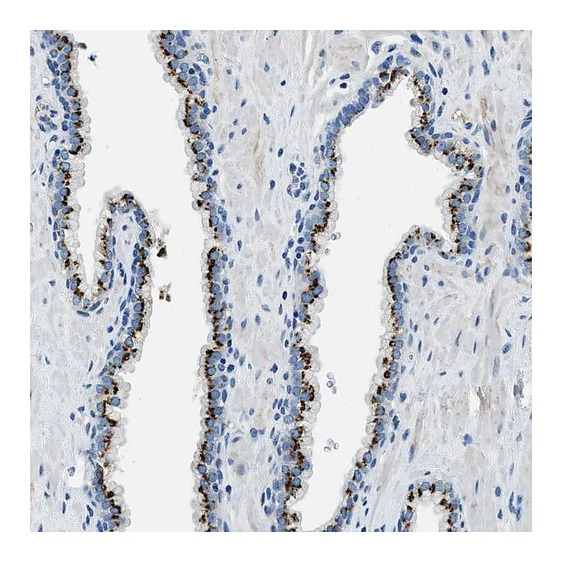 Atlas Antibodies Anti-BRICD5 Antibody