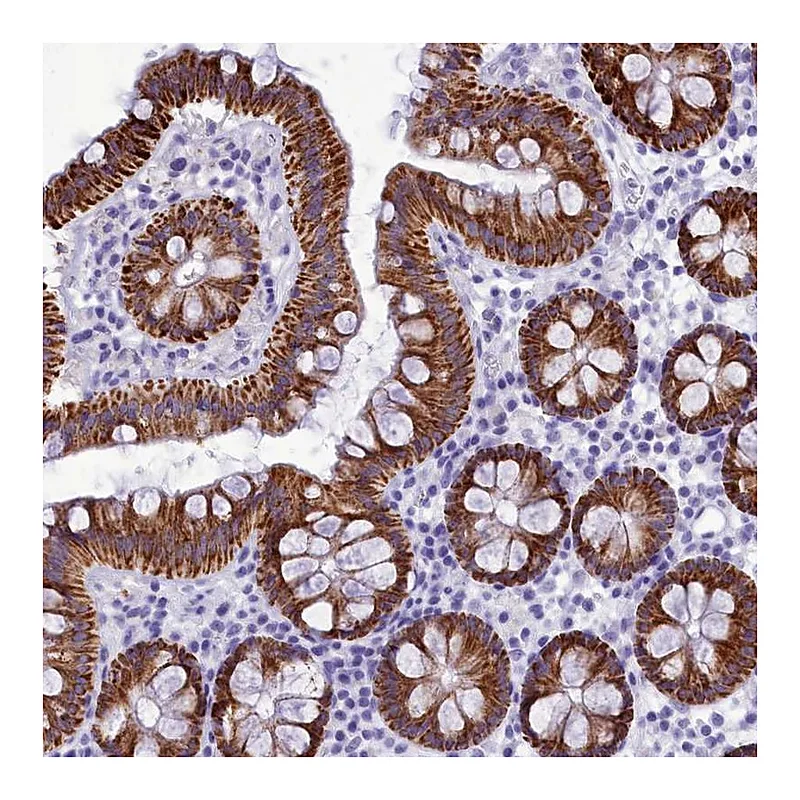 Atlas Antibodies Anti-BRI3 Antibody