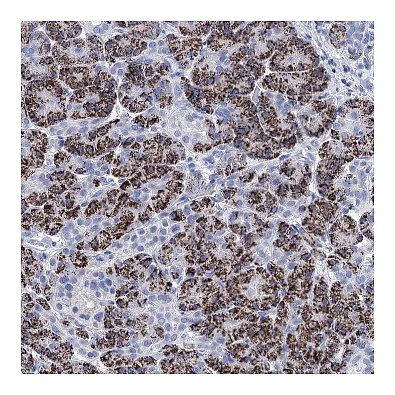 Atlas Antibodies Anti-BRINP1 Antibody