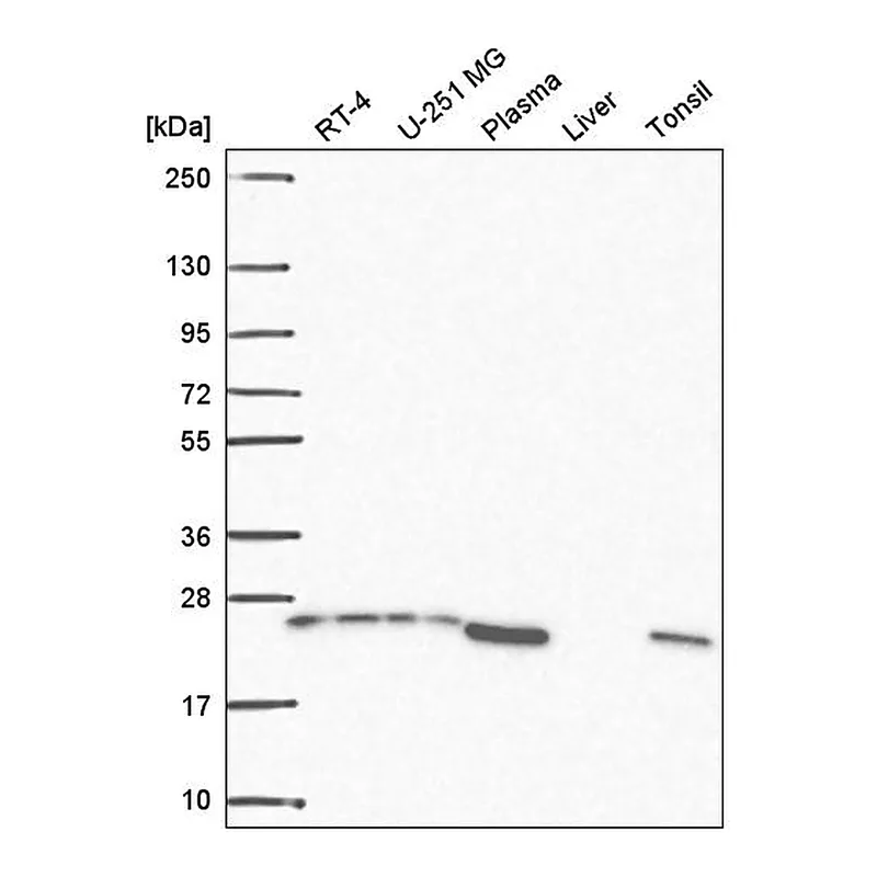 Atlas Antibodies Anti-BRICD5 Antibody