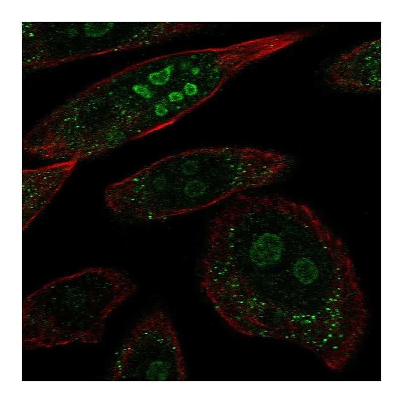 Atlas Antibodies Anti-BRINP2 Antibody