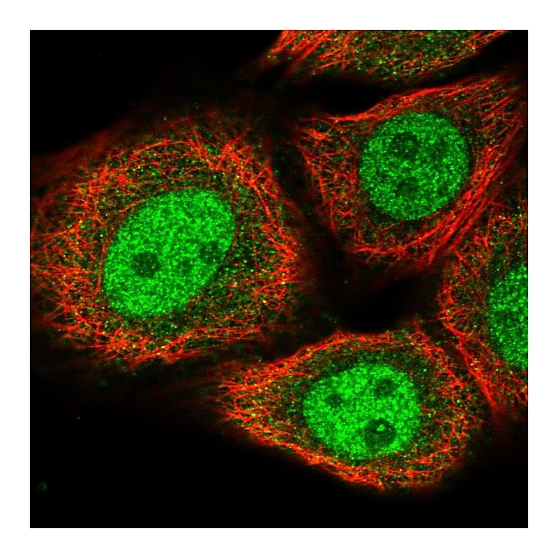 Atlas Antibodies Anti-BRMS1L Antibody