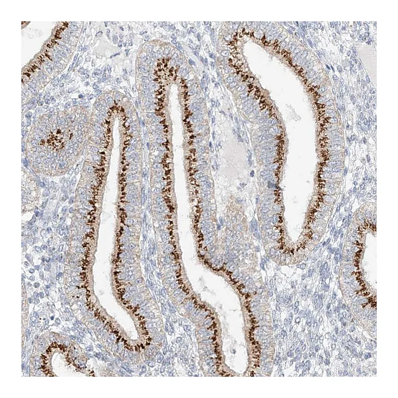 Atlas Antibodies Anti-BSDC1 Antibody