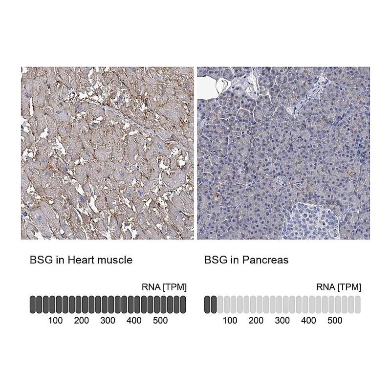 Atlas Antibodies Anti-BSG Antibody