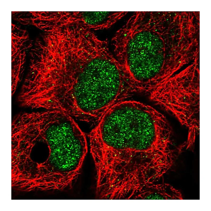 Atlas Antibodies Anti-BTAF1 Antibody