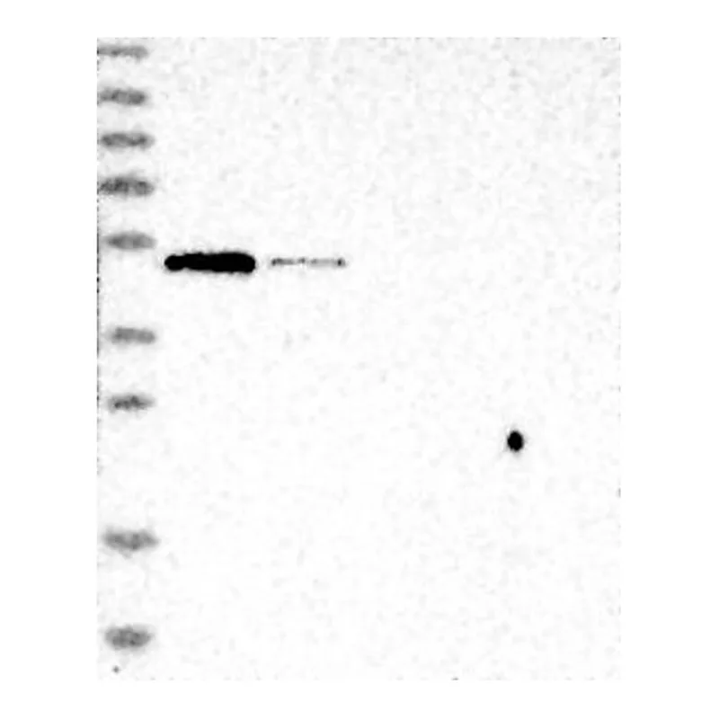 Atlas Antibodies Anti-BTBD1 Antibody