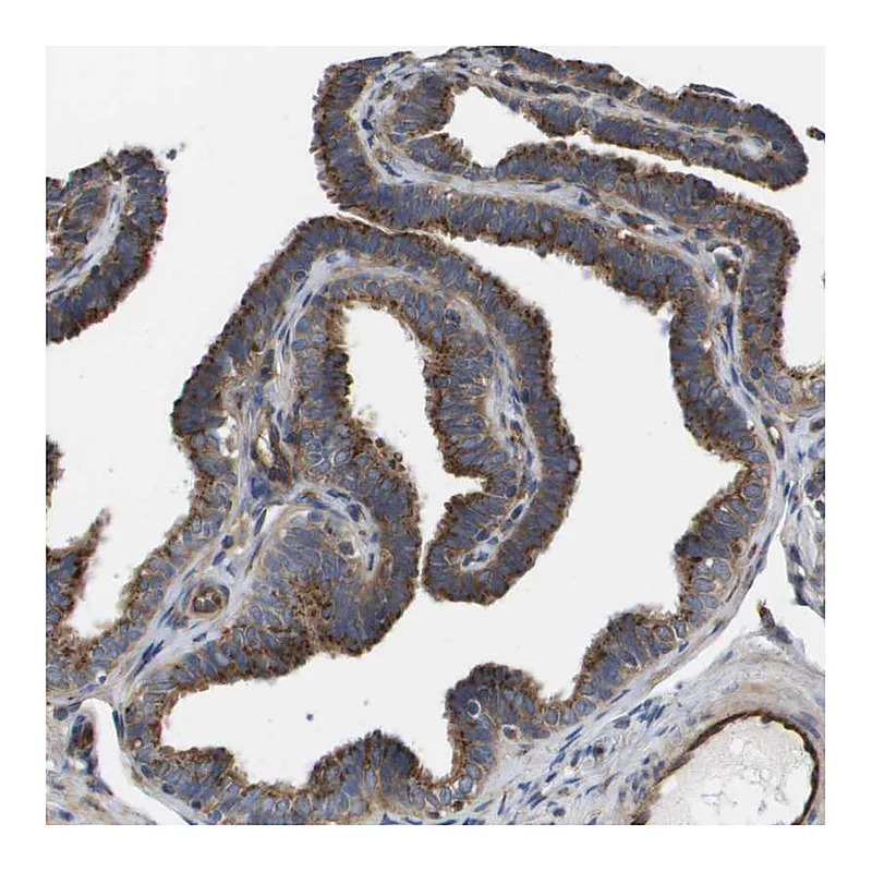 Atlas Antibodies Anti-BST2 Antibody