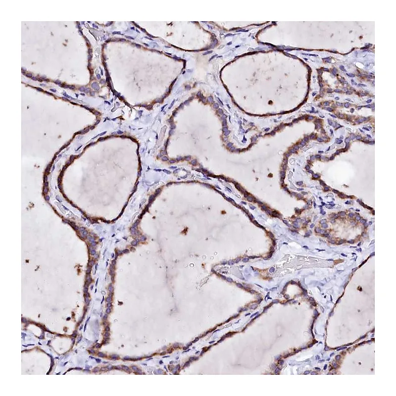 Atlas Antibodies Anti-BTBD16 Antibody