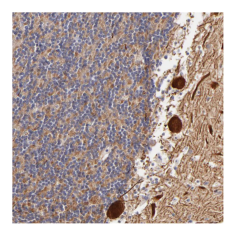 Atlas Antibodies Anti-BTG2 Antibody