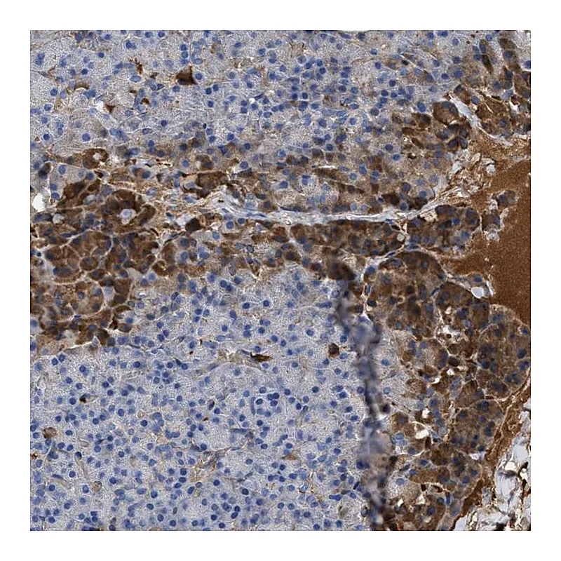 Atlas Antibodies Anti-BTG3 Antibody