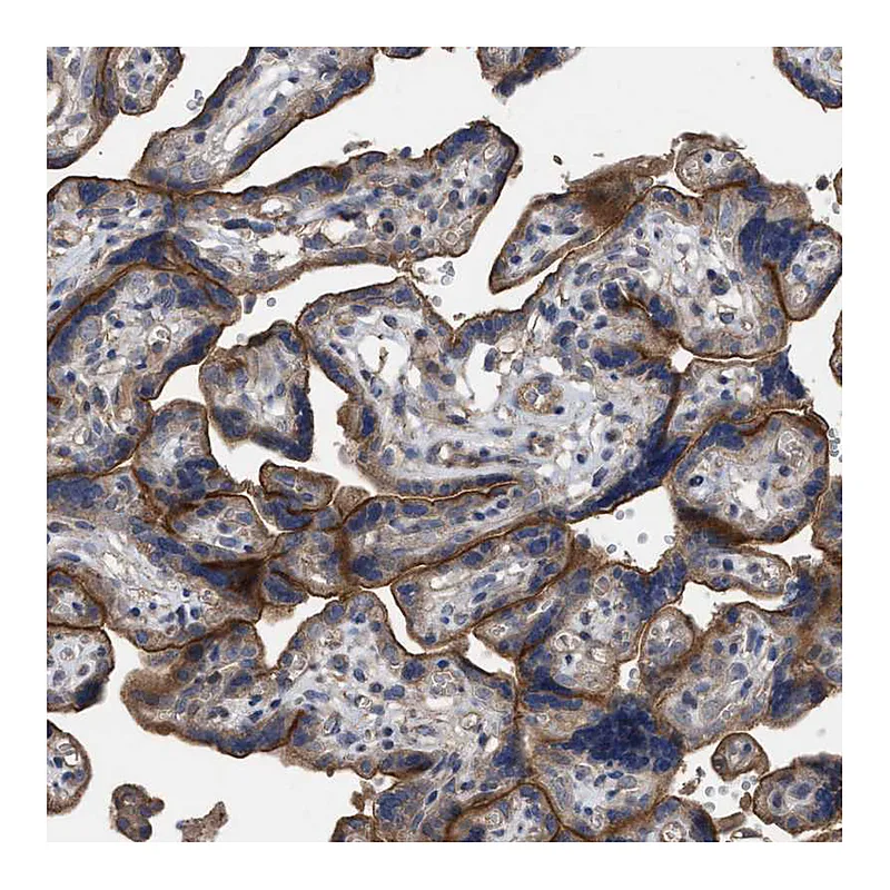 Atlas Antibodies Anti-BTN2A1 Antibody