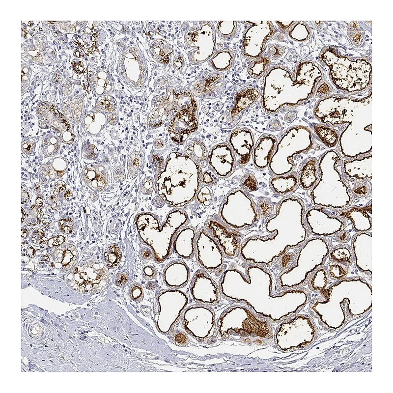 Atlas Antibodies Anti-BTN1A1 Antibody