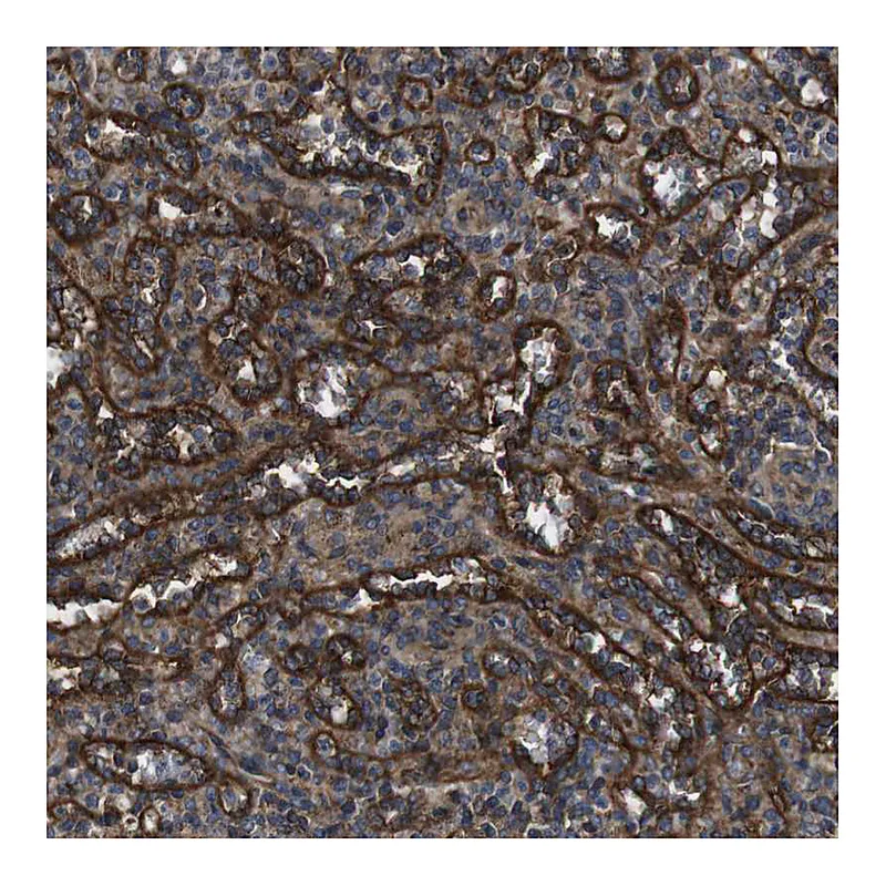 Atlas Antibodies Anti-BTN3A3 Antibody