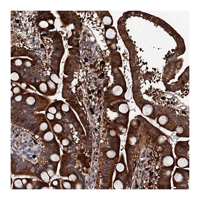 Atlas Antibodies Anti-BTNL8 Antibody
