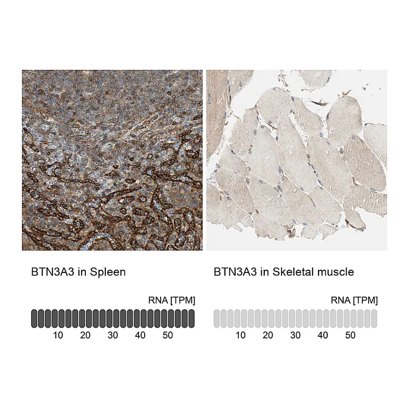 Atlas Antibodies Anti-BTN3A3 Antibody