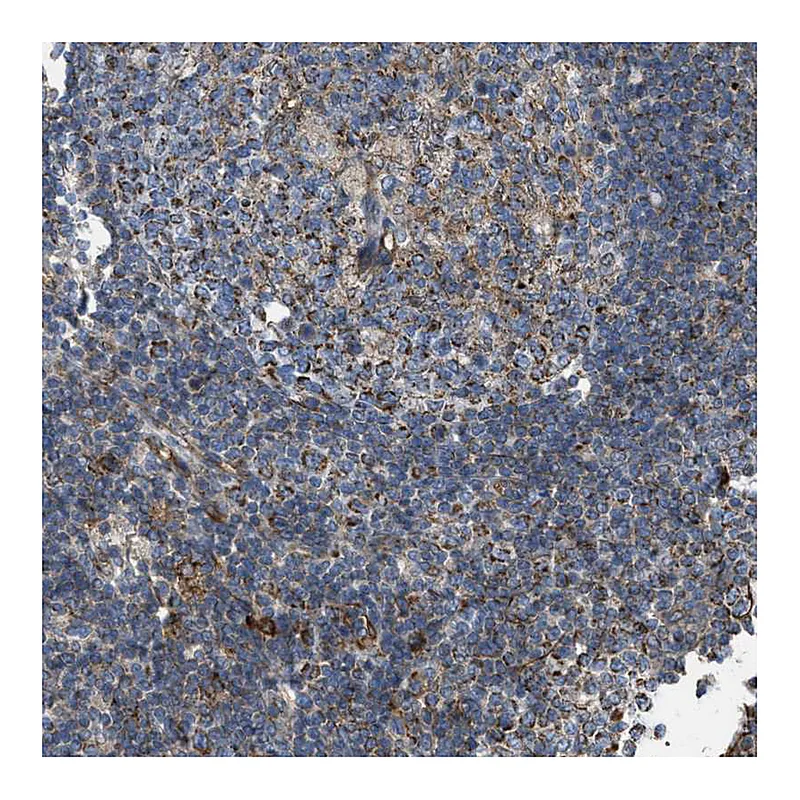 Atlas Antibodies Anti-BTN3A1 Antibody