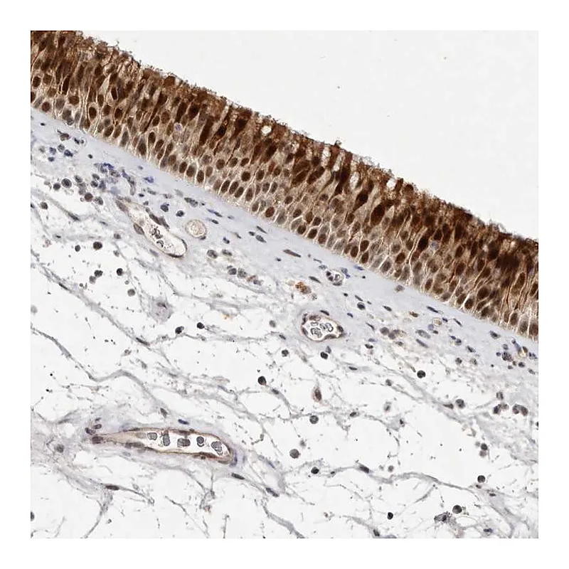 Atlas Antibodies Anti-BUD31 Antibody