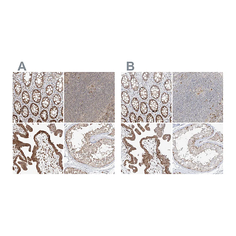 Atlas Antibodies Anti-BYSL Antibody