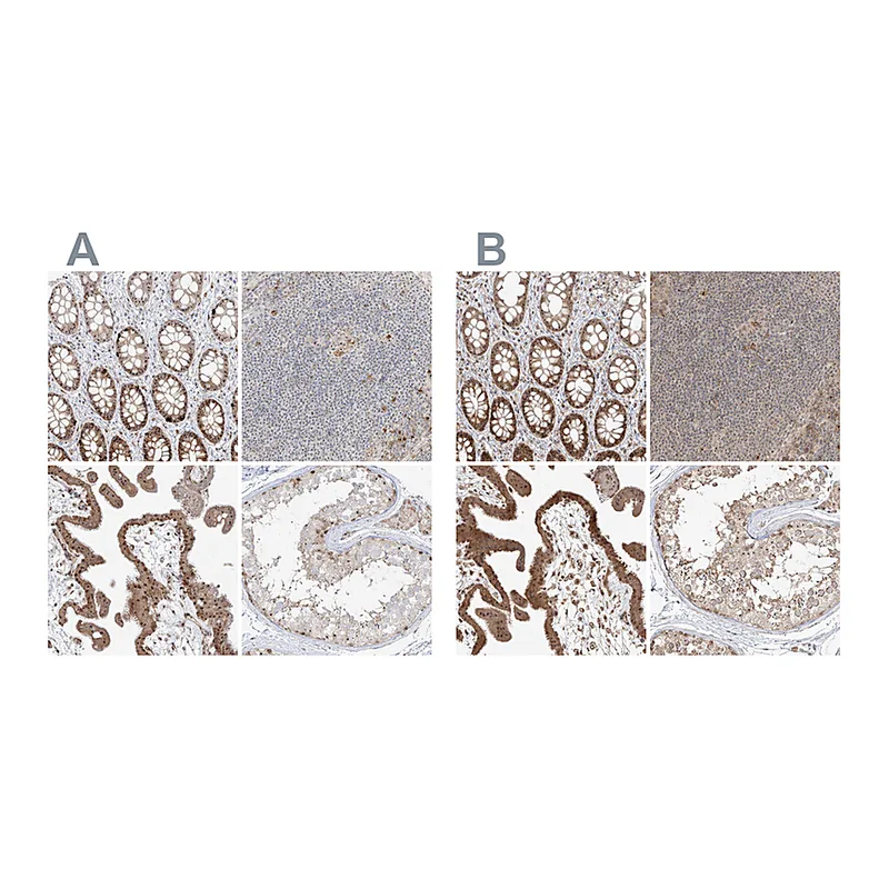 Atlas Antibodies Anti-BYSL Antibody