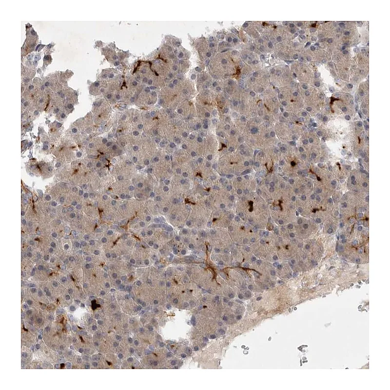 Atlas Antibodies Anti-BZW2 Antibody