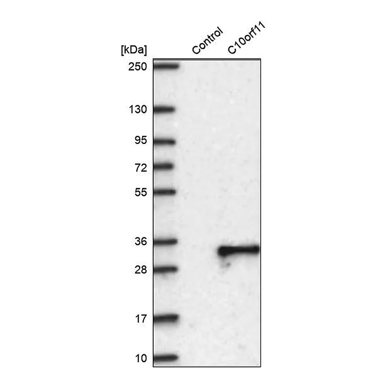 Atlas Antibodies Anti-C10orf11 Antibody