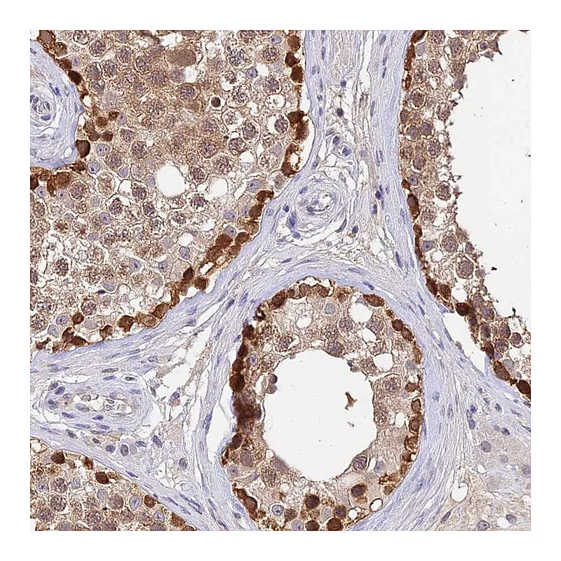 Atlas Antibodies Anti-C10orf55 Antibody
