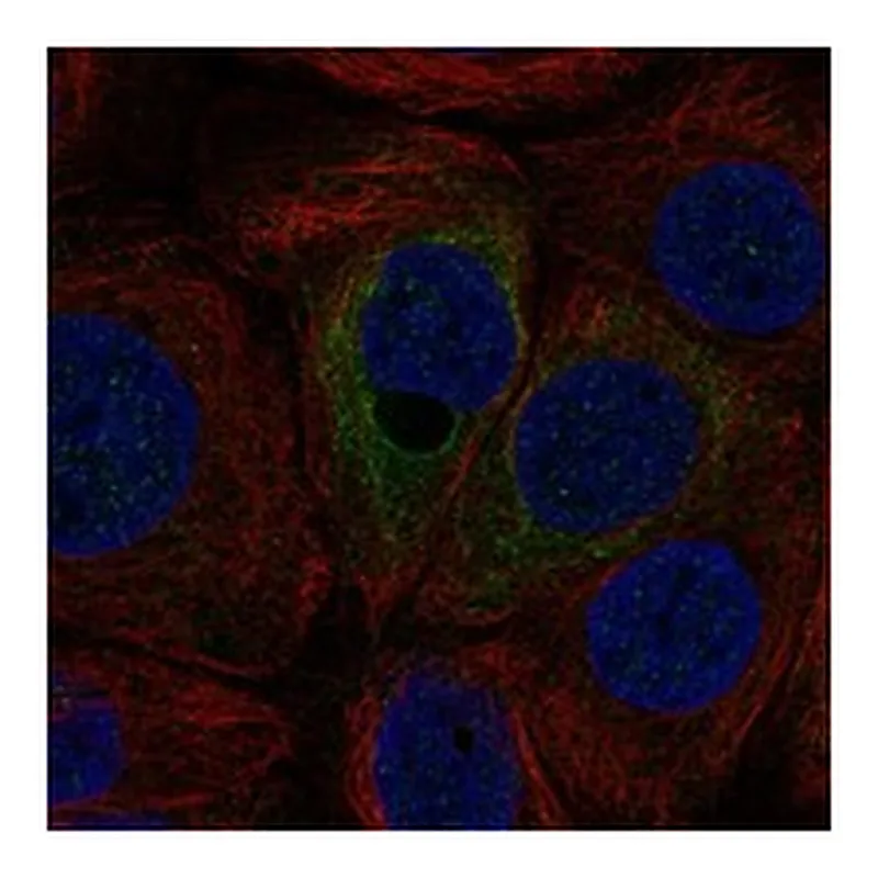 Atlas Antibodies Anti-C12orf54 Antibody