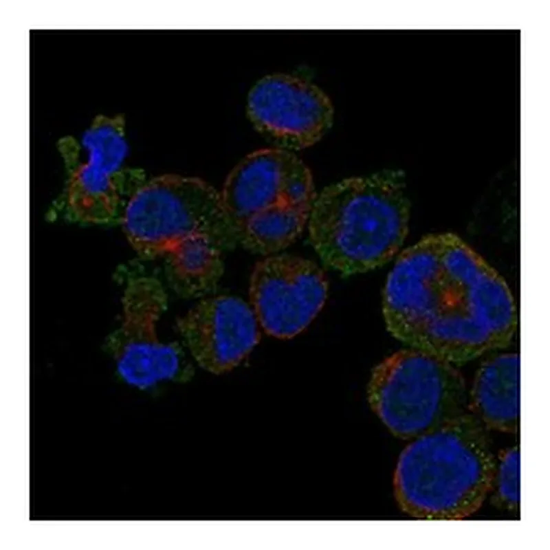 Atlas Antibodies Anti-C12orf71 Antibody