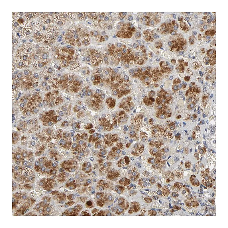 Atlas Antibodies Anti-C14orf119 Antibody