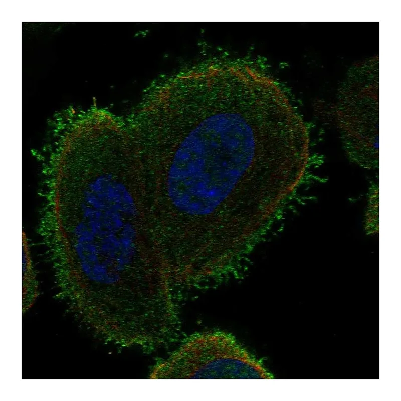 Atlas Antibodies Anti-C14orf37 Antibody