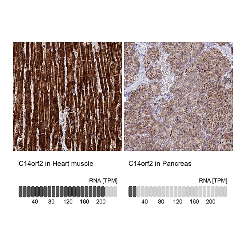 Atlas Antibodies Anti-C14orf2 Antibody